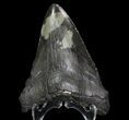 Fossil Megalodon Tooth - Georgia #65769-1